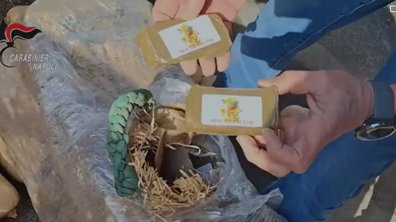 Maxi sequestro di hashish al casello di Capua: 387 chili nascosti tra le zucche