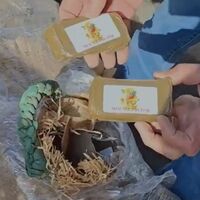 Maxi sequestro di hashish al casello di Capua: 387 chili nascosti tra le zucche