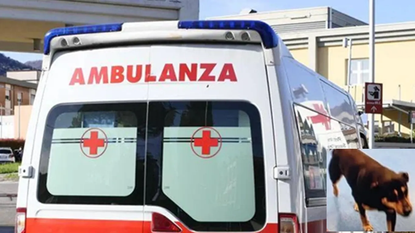 Diego, il cane che ha seguito l'ambulanza per non lasciare solo il suo padrone