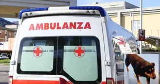 Diego, il cane che ha seguito l'ambulanza per non lasciare solo il suo padrone