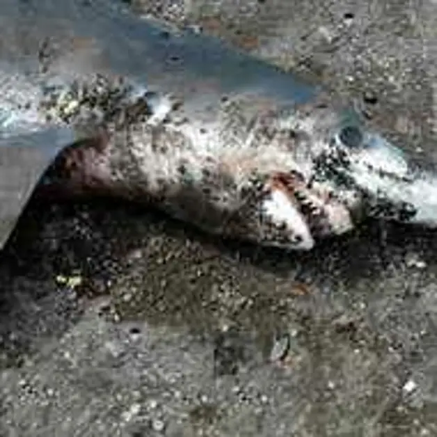 Squalo ritrovato tra i rifiuti in via Gassometro