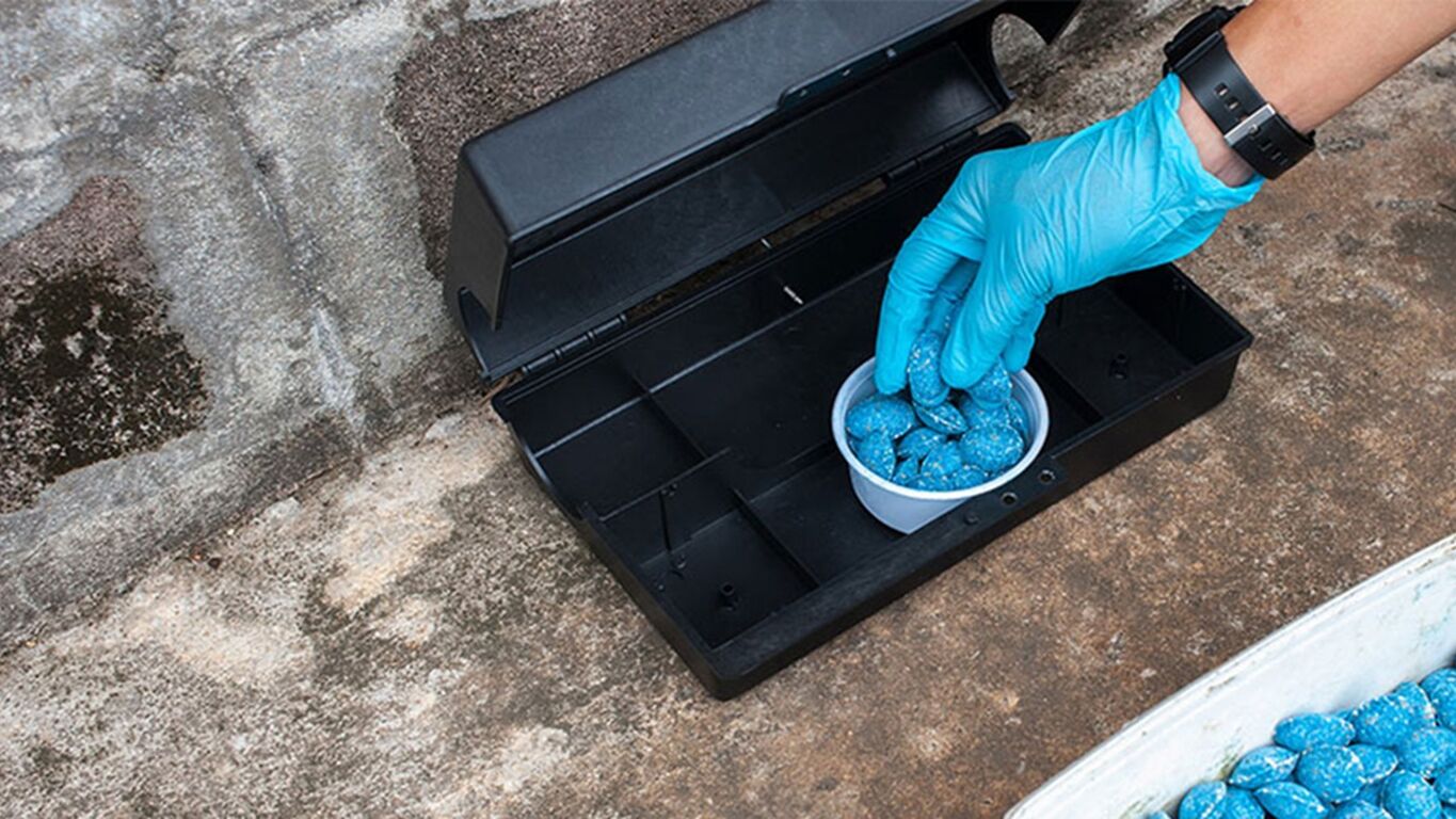 Derattizzazione a Torre Annunziata: calendario degli interventi dal 16 al 24 marzo