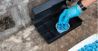 Derattizzazione a Torre Annunziata: calendario degli interventi dal 16 al 24 marzo