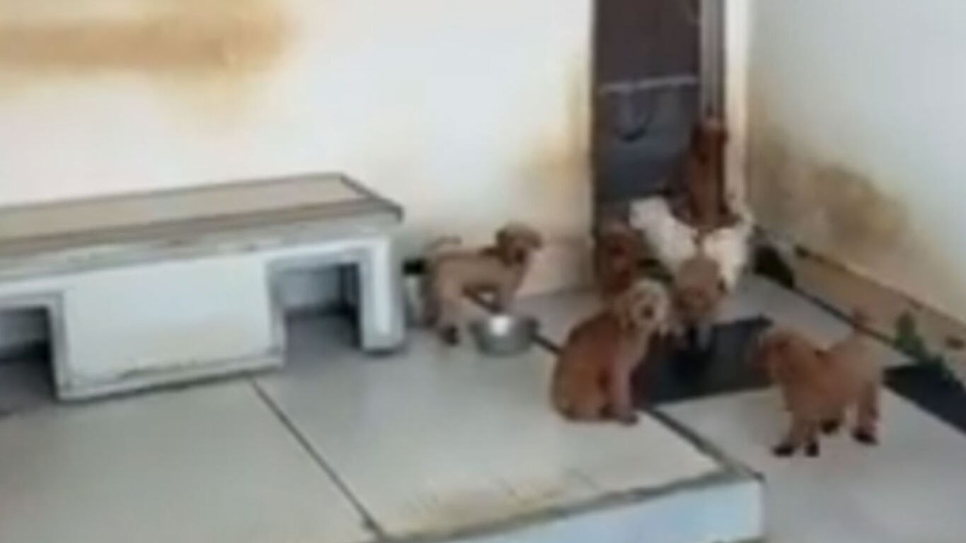 Villaricca, allevamento abusivo di barboncini toy sul tetto: 26 cuccioli sequestrati