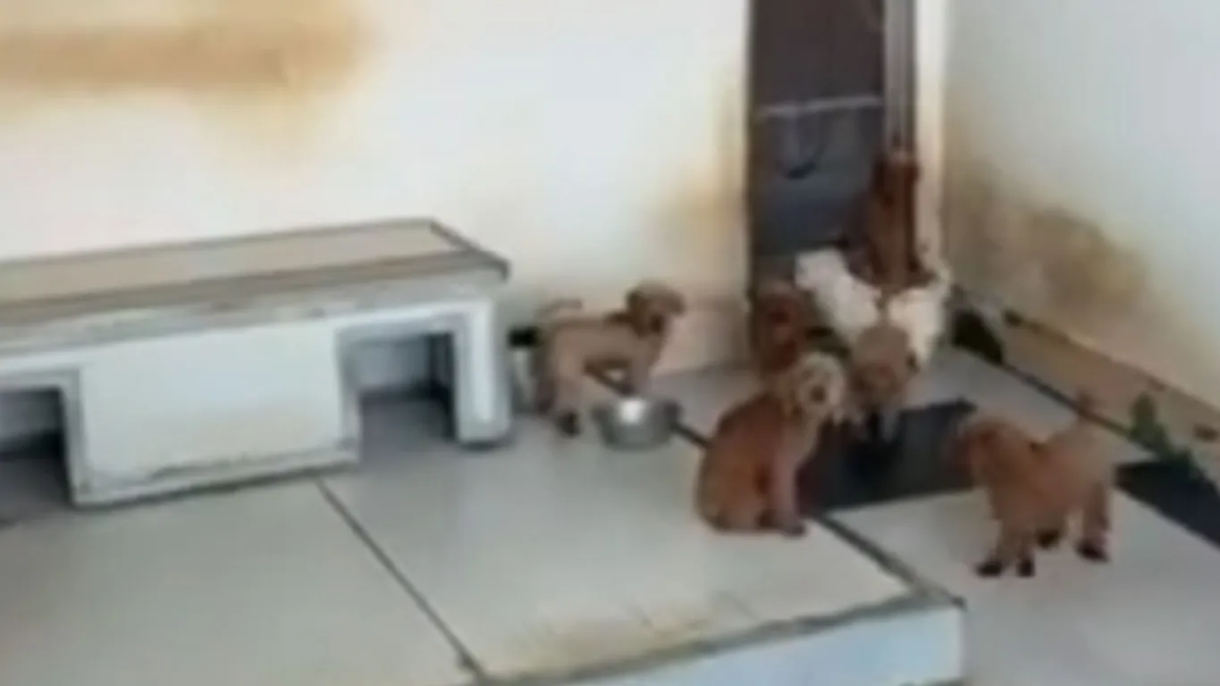 Villaricca, allevamento abusivo di barboncini toy sul tetto: 26 cuccioli sequestrati