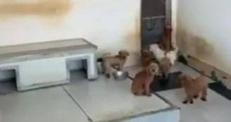 Villaricca, allevamento abusivo di barboncini toy sul tetto: 26 cuccioli sequestrati