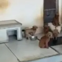 Villaricca, allevamento abusivo di barboncini toy sul tetto: 26 cuccioli sequestrati