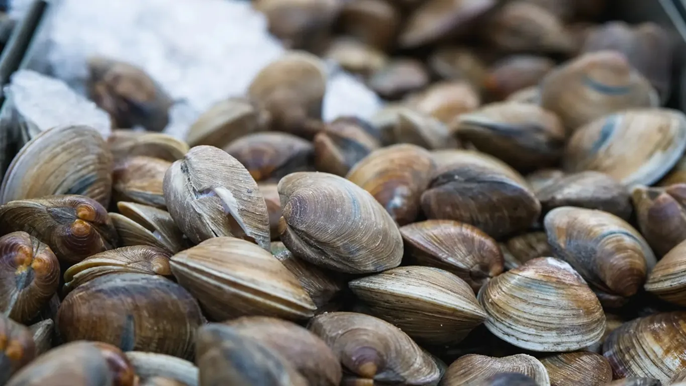 Allarme epatite A a Torre del Greco: in auto con 25 kg di vongole illegali, denunciato