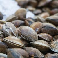 Allarme epatite A a Torre del Greco: in auto con 25 kg di vongole illegali, denunciato