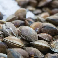 Allarme epatite A a Torre del Greco: in auto con 25 kg di vongole illegali, denunciato