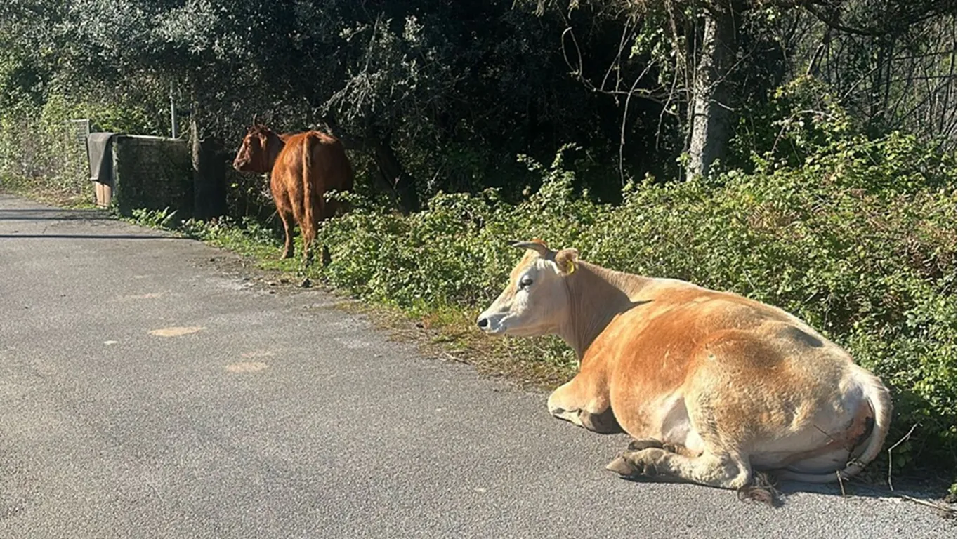 Castellammare, tornano il Lunedì di Pozzano e il Martedì di Monte Coppola