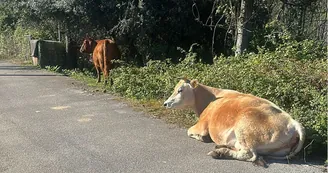 Castellammare, tornano il Lunedì di Pozzano e il Martedì di Monte Coppola