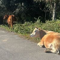 Castellammare, tornano il Lunedì di Pozzano e il Martedì di Monte Coppola