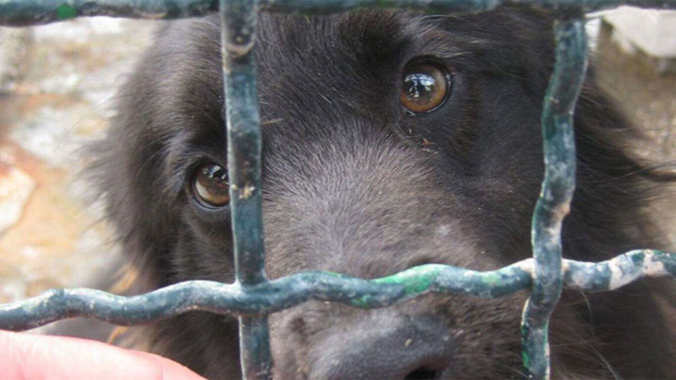 Cani tra rifiuti e senza cure: orrore a San Vitaliano, denunciato un 53enne