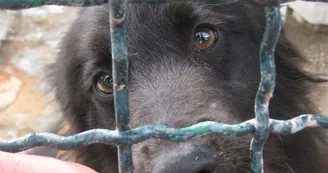 Cani tra rifiuti e senza cure: orrore a San Vitaliano, denunciato un 53enne