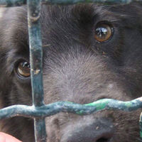 Cani tra rifiuti e senza cure: orrore a San Vitaliano, denunciato un 53enne