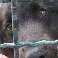 Cani tra rifiuti e senza cure: orrore a San Vitaliano, denunciato un 53enne