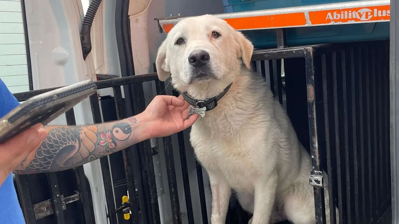 Torre del Greco, Blanco torna libero: è il primo cane di quartiere della città