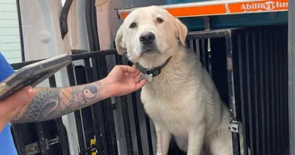 Torre del Greco, Blanco torna libero: è il primo cane di quartiere della città