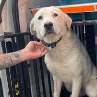 Torre del Greco, Blanco torna libero: è il primo cane di quartiere della città