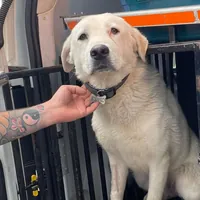 Torre del Greco, Blanco torna libero: è il primo cane di quartiere della città