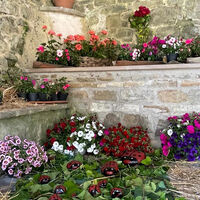 Perdifumo Comune in fiore, il trionfo della bellezza unisce un'intera comunità