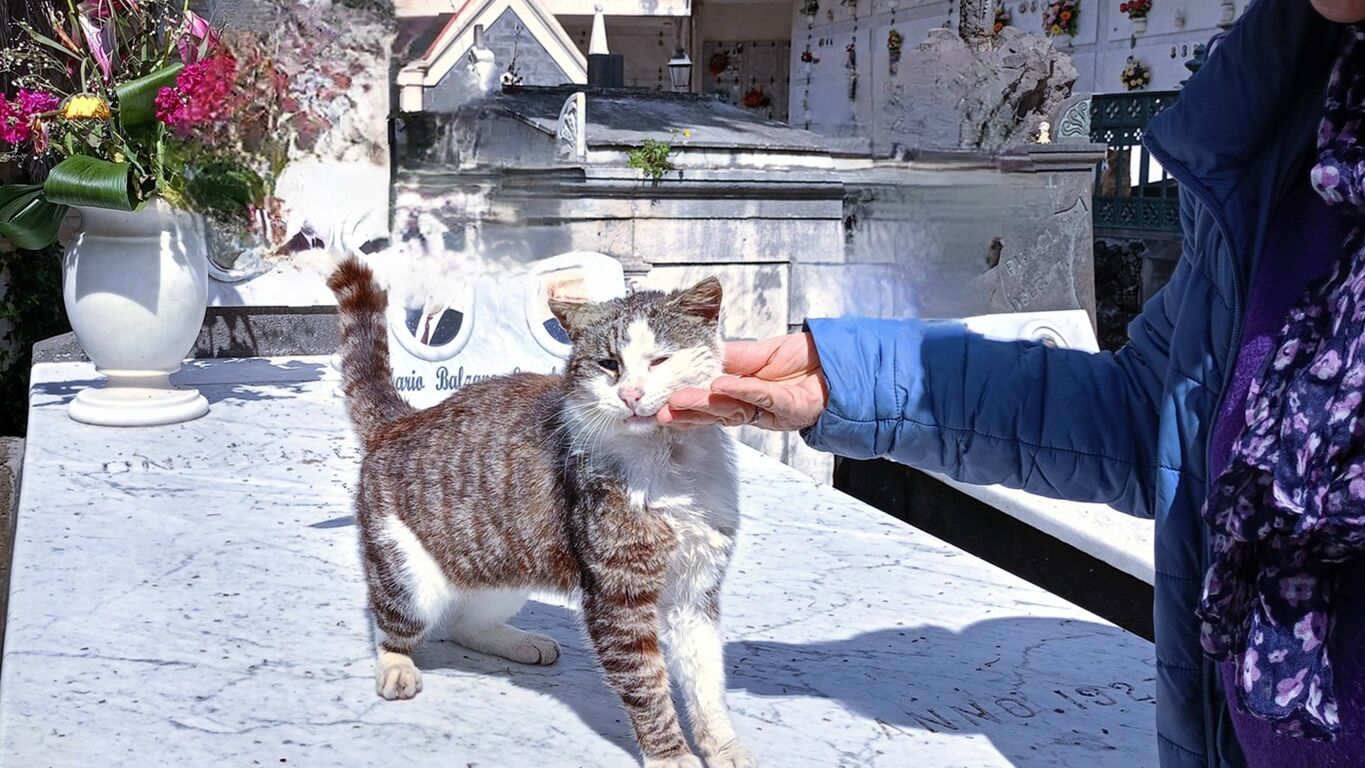 La lotta per i gatti di Torre del Greco: una voce per Minù e i suoi compagni