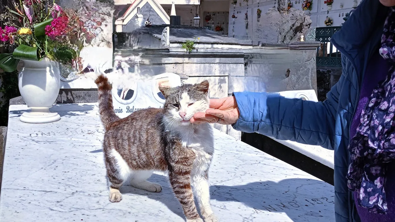 La lotta per i gatti di Torre del Greco: una voce per Minù e i suoi compagni