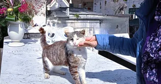 La lotta per i gatti di Torre del Greco: una voce per Minù e i suoi compagni