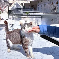 La lotta per i gatti di Torre del Greco: una voce per Minù e i suoi compagni