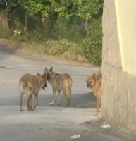 Pompei. Programma contro il randagismo