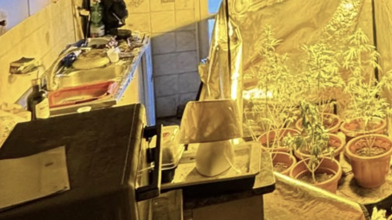 Torre del Greco, serra di cannabis in casa: 48enne arrestato dai Carabinieri