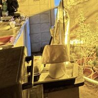 Torre del Greco, serra di cannabis in casa: 48enne arrestato dai Carabinieri