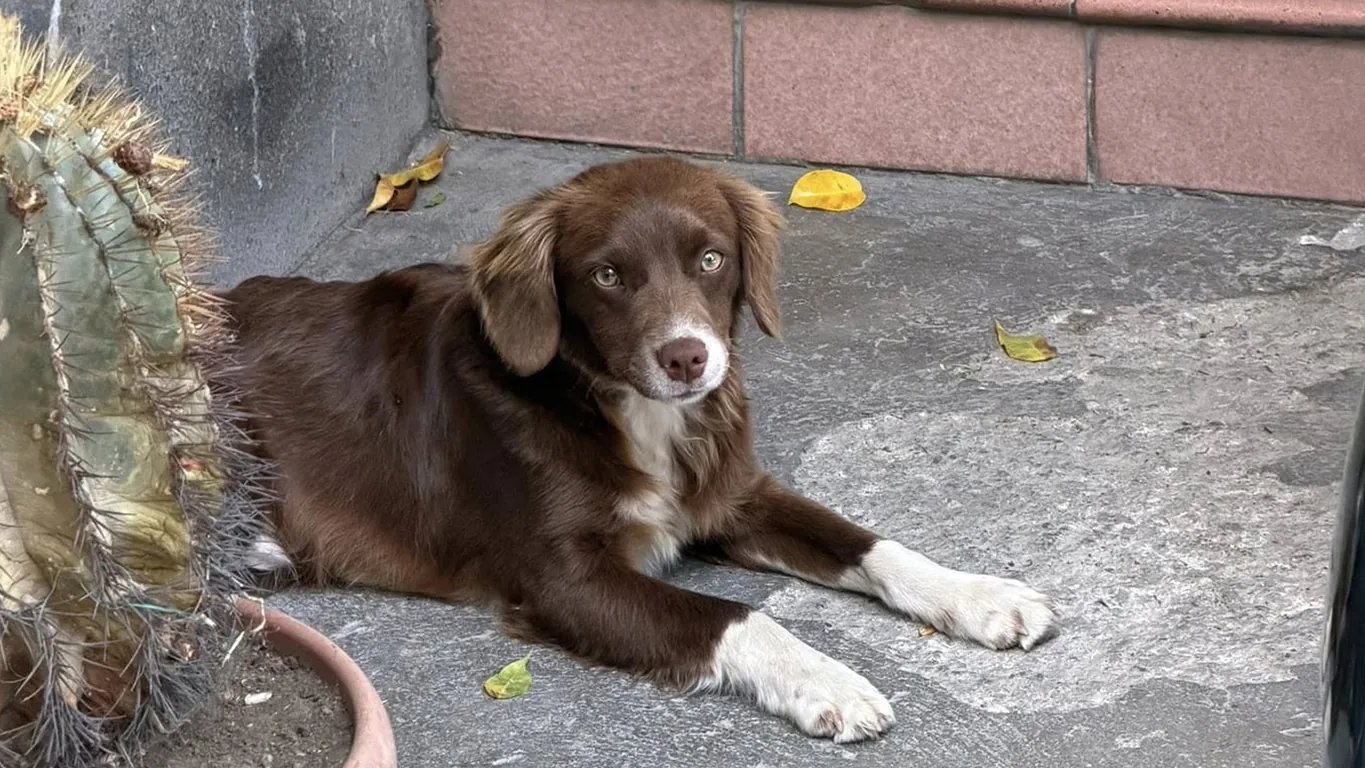Cercasi adozione per un cucciolo abbandonato o smarrito