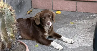 Cercasi adozione per un cucciolo abbandonato o smarrito
