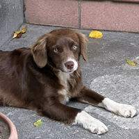 Cercasi adozione per un cucciolo abbandonato o smarrito