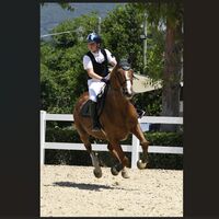 Da Castellammare a Piazza di Siena: l'anno d'oro del giovane cavaliere Vittorio Renato Suarato