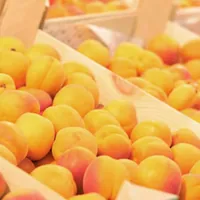 Boscoreale, Mercato della Terra con le albicocche vesuviane
