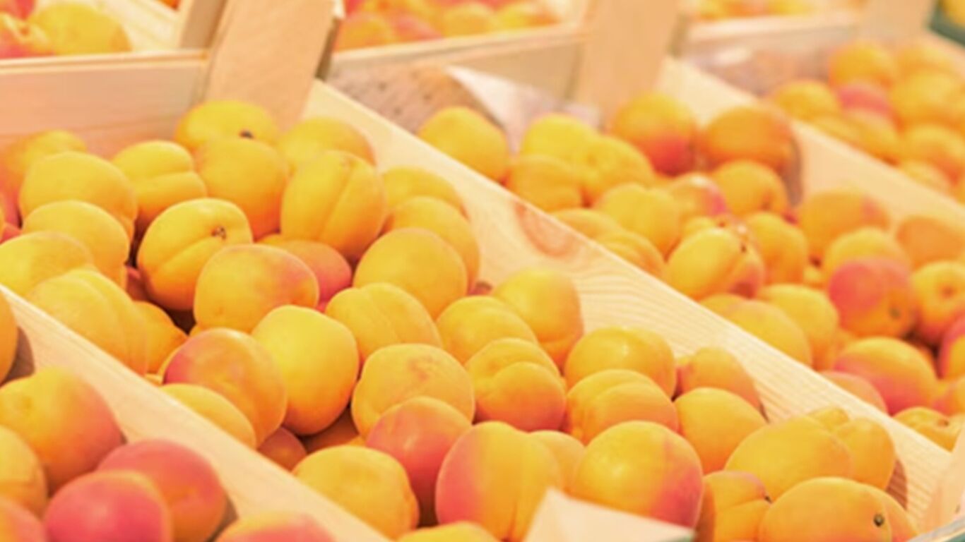 Boscoreale, Mercato della Terra con le albicocche vesuviane