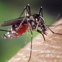 Zanzare, come difendersi da questi insetti fastidiosi