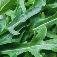 Dalla rucola un aiuto contro obesità e glicemia alta, lo studio