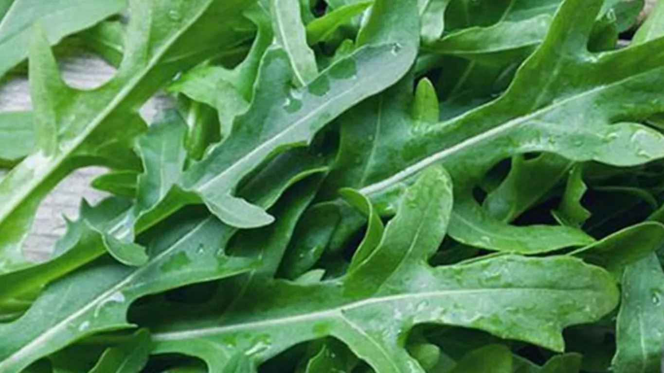 Dalla rucola un aiuto contro obesità e glicemia alta, lo studio