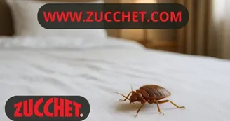 Cimici dei letti: un incubo notturno