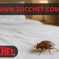 Cimici dei letti: un incubo notturno