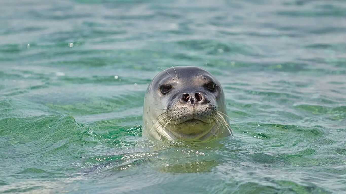 La foca monaca torna a caccia nella zona A di Punta Campanella: il video che premia 30 anni di tutela