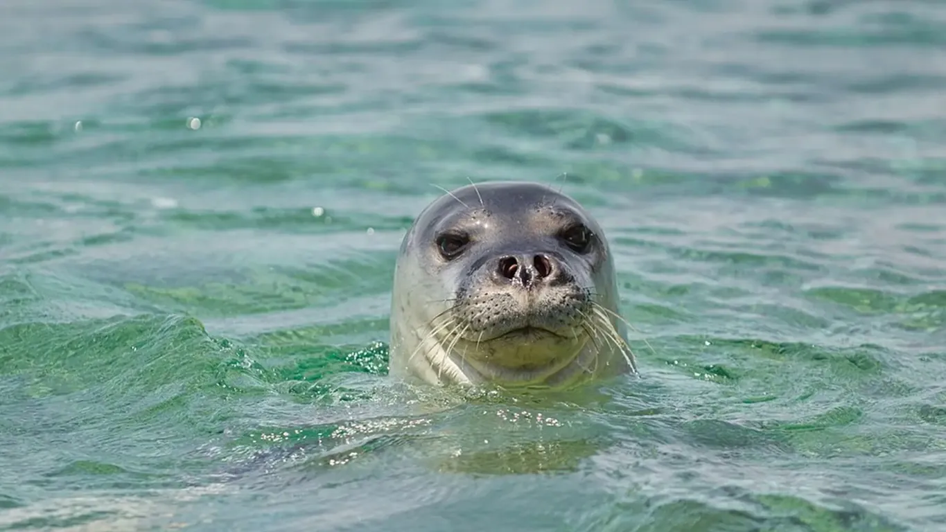 La foca monaca torna a caccia nella zona A di Punta Campanella: il video che premia 30 anni di tutela