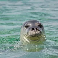 La foca monaca torna a caccia nella zona A di Punta Campanella: il video che premia 30 anni di tutela