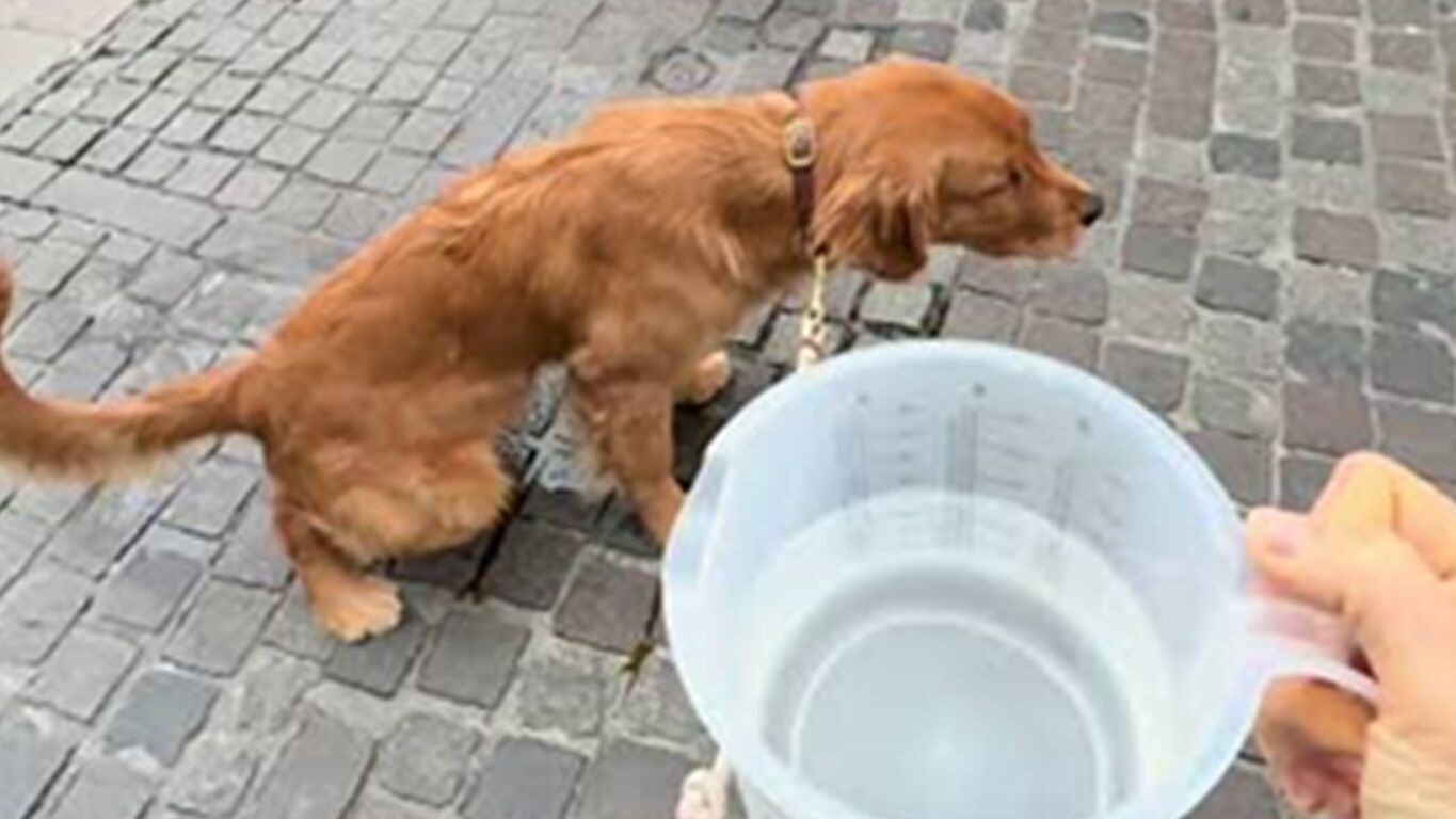Castellammare di Stabia, controlli sui proprietari di cani: quattro multe per le deiezioni non pulite