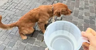 Castellammare di Stabia, controlli sui proprietari di cani: quattro multe per le deiezioni non pulite
