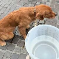 Castellammare di Stabia, controlli sui proprietari di cani: quattro multe per le deiezioni non pulite